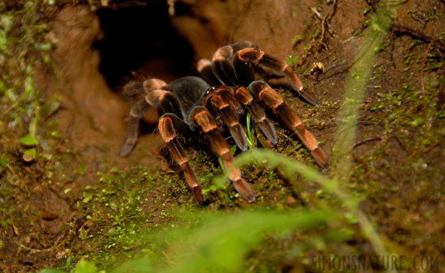 Megaphobema mesomelas [200 mm, 1/60 sec at f / 5.6, ISO 200]